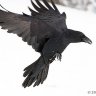 Raven117