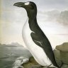Great Auk