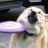Moondoggy